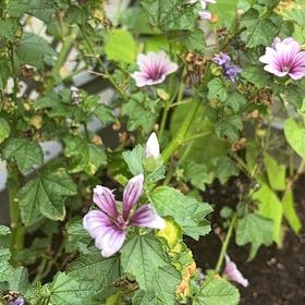 Photo of the plant species High Mallow by @ExactNerveplant named Gates on Greg, the plant care app