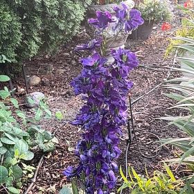 Photo of the plant species Doubtful Knight's-Spur by @ExactNerveplant named Emerson on Greg, the plant care app