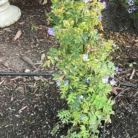 Photo of the plant species Pretty Jacob's-Ladder by @ExactNerveplant named Tolkien on Greg, the plant care app