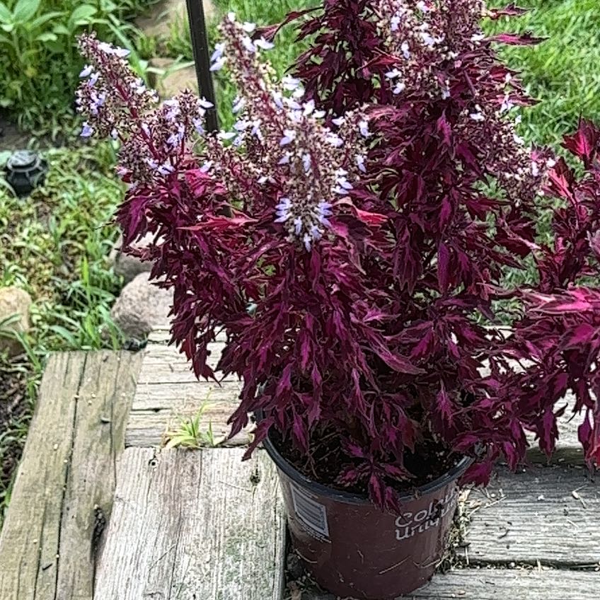 Photo of the plant species Blood Amaranth by @ExactNerveplant named Michelle Branch on Greg, the plant care app