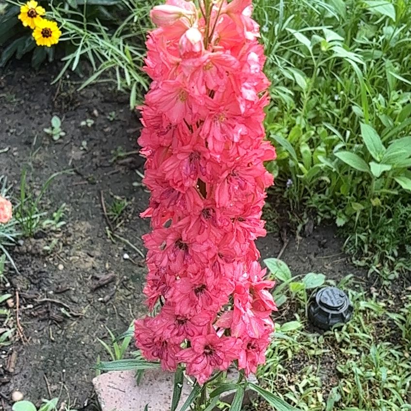 Photo of the plant species Opium Poppy by @ExactNerveplant named Einstein on Greg, the plant care app