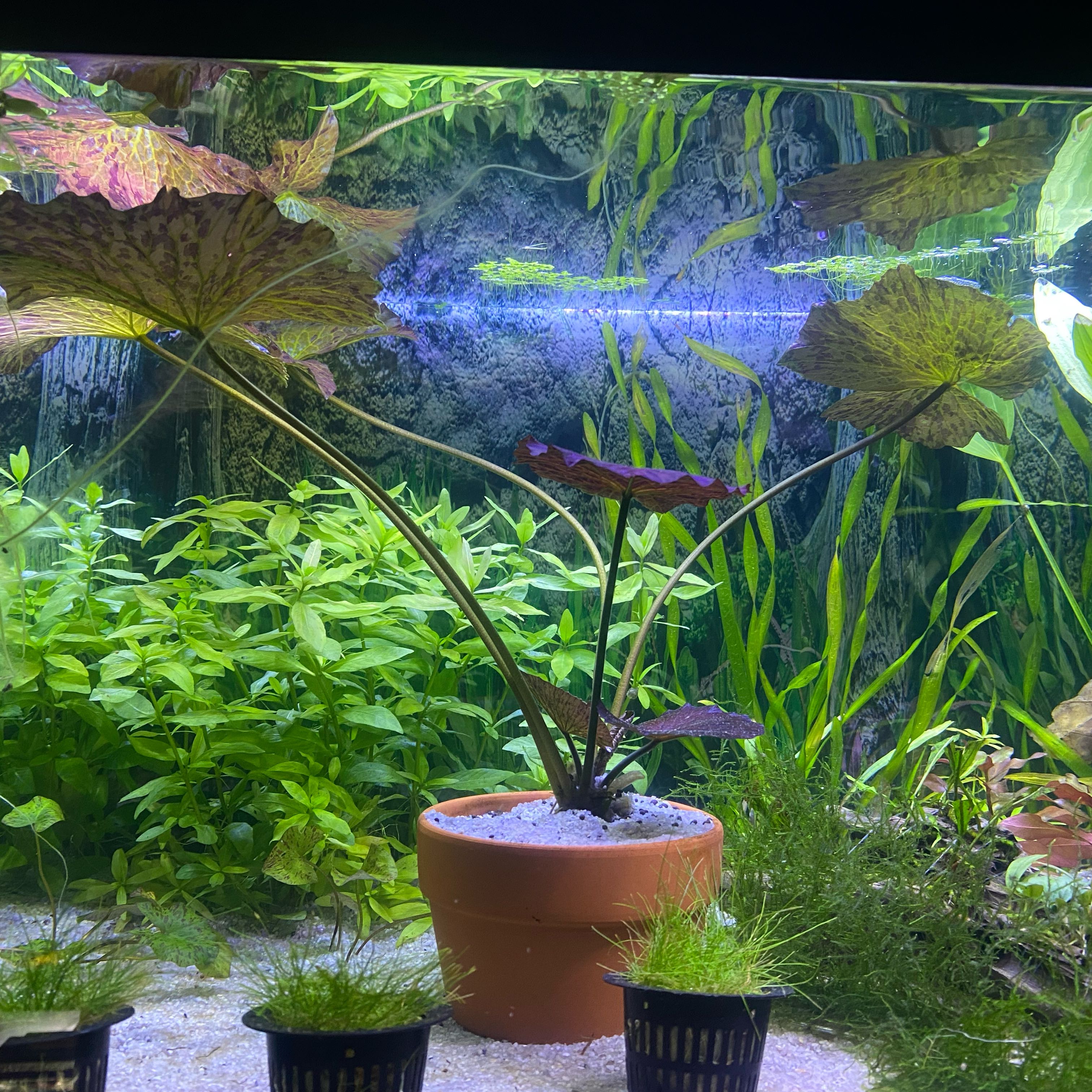 Photo of the plant species Tiger Lotus by @MightyStinkwort named Xena on Greg, the plant care app