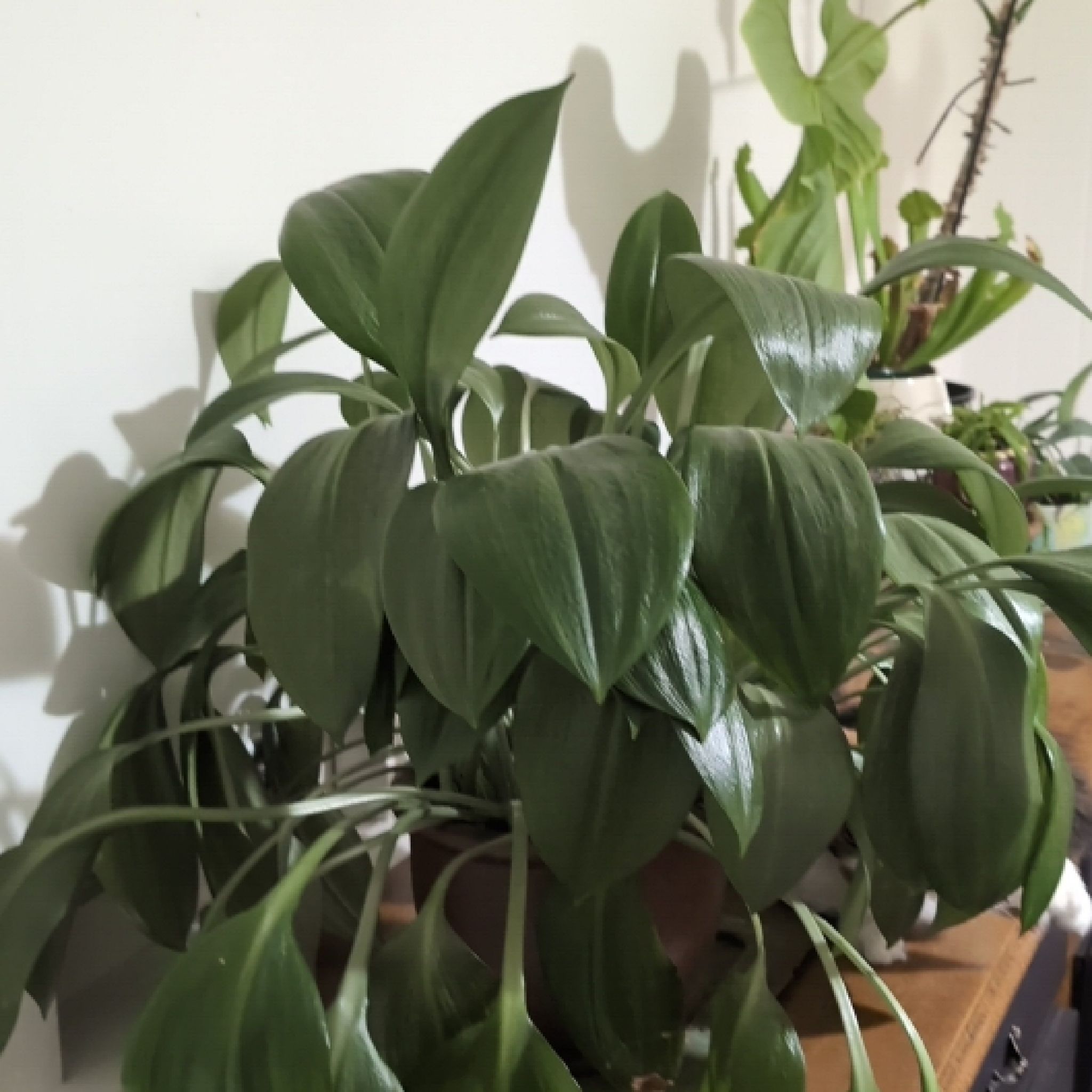 Photo of the plant species Amazon Lily by @HolyRedfir92 named Sue on Greg, the plant care app