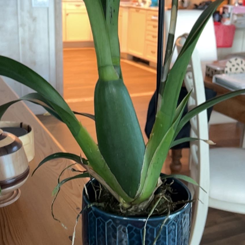 Photo of the plant species Mystic Maze Orchid by @BabyAnisehyssop named Bella on Greg, the plant care app