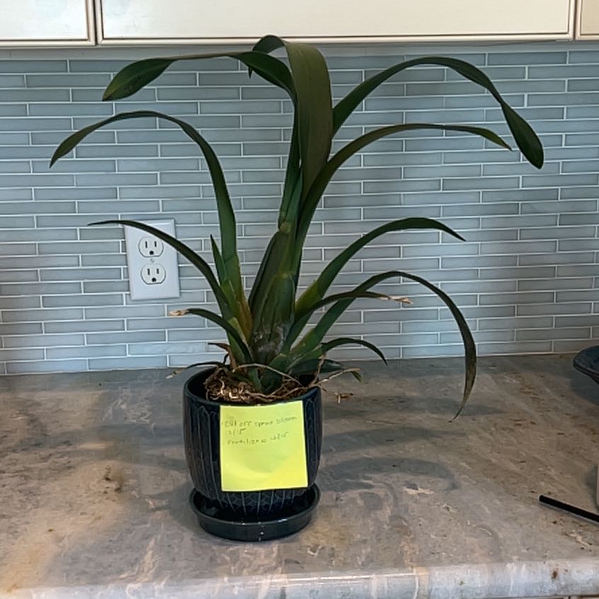 Photo of the plant species Brascidostele 'Gilded Tower Mystic Maze' by @BabyAnisehyssop named Captain Plant-it on Greg, the plant care app
