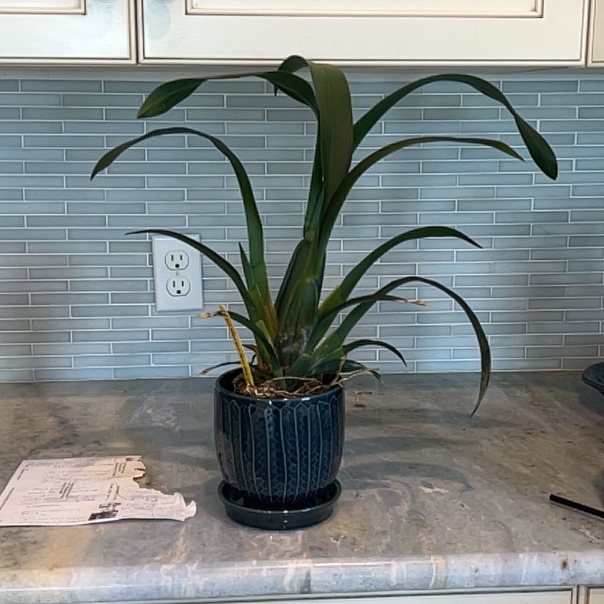 Photo of the plant species Brascidostele 'Gilded Tower Mystic Maze' by @BabyAnisehyssop named Gobi on Greg, the plant care app