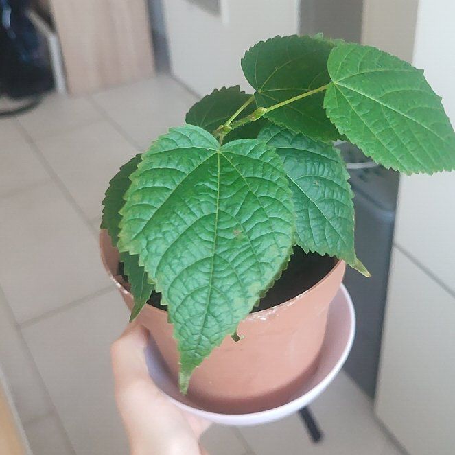 Photo of the plant species Greenspire Linden by @ProAtom57 named lipa on Greg, the plant care app