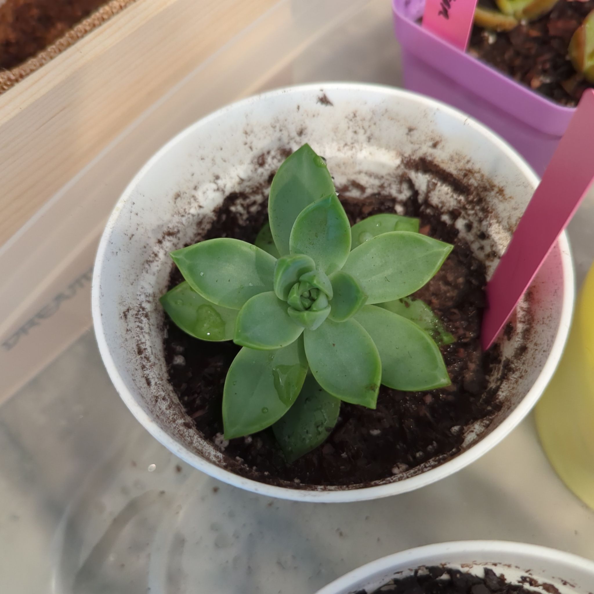 Photo of the plant species Graptoveria by @Gigisgirls named Muhammad Ali on Greg, the plant care app