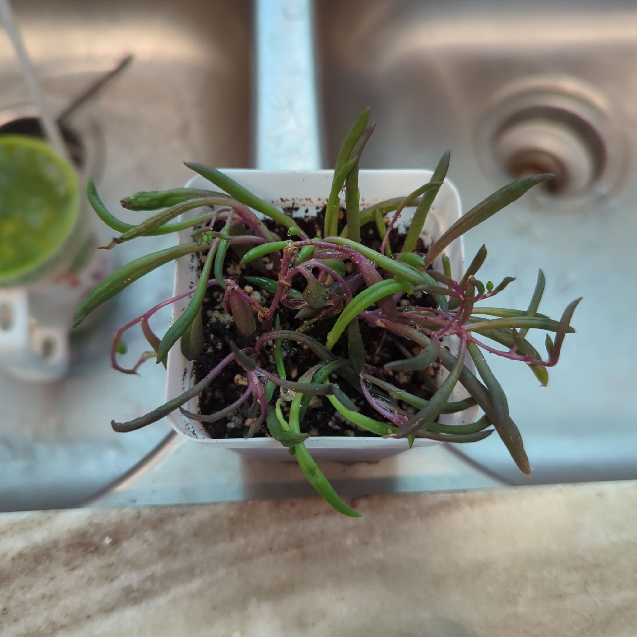 Photo of the plant species Ruby Necklace Plant by @Gigisgirls named Gregarious on Greg, the plant care app