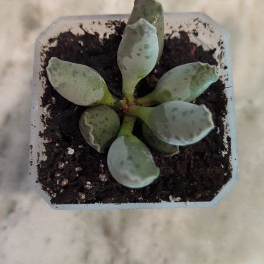 Photo of the plant species Plover Eggs Plant by @Gigisgirls named Mando on Greg, the plant care app