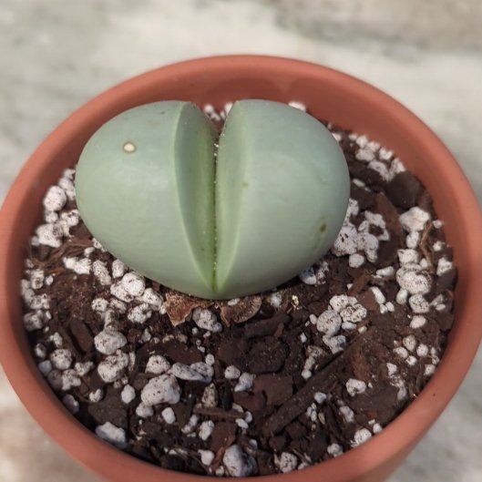 Photo of the plant species Argyroderma delaetii by @Gigisgirls named Fernie Saunders on Greg, the plant care app