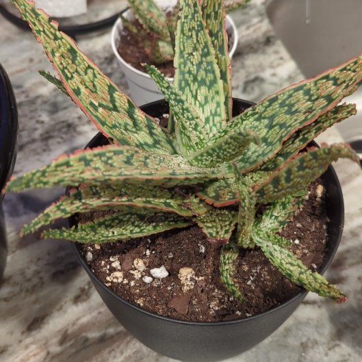 Photo of the plant species Aloe 'Firecracker' by @Gigisgirls named Spike Leaves on Greg, the plant care app
