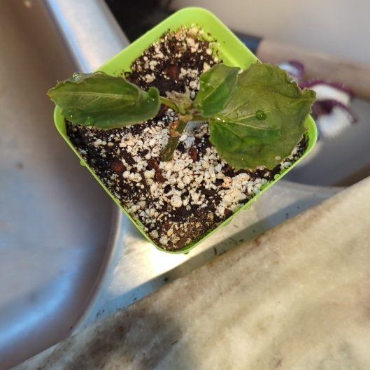 Photo of the plant species Wax Begonia by @Gigisgirls named Gobi on Greg, the plant care app