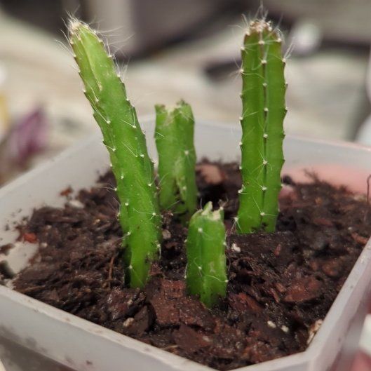 Photo of the plant species Dragon Fruit cactus by @Gigisgirls named Taylor Swift on Greg, the plant care app