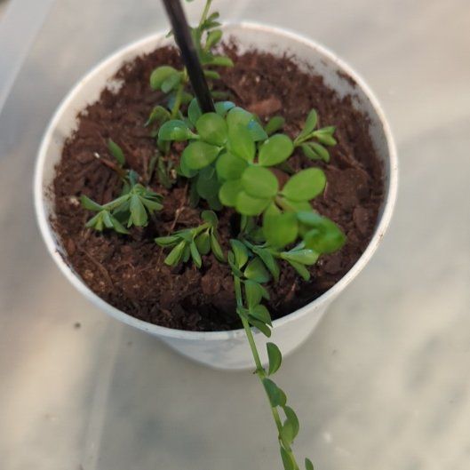 Photo of the plant species Peperomia deppeana by @Gigisgirls named Miley on Greg, the plant care app