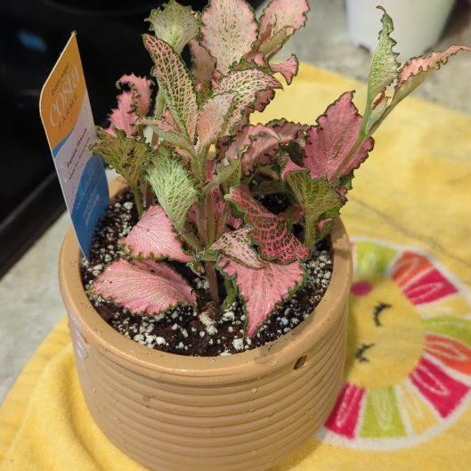 Photo of the plant species Frankie Fittonia by @Gigisgirls named Spike Leaves on Greg, the plant care app