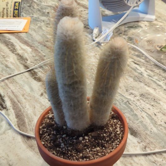 Photo of the plant species Peruvian Old Lady Cactus by @Gigisgirls named Fernie Mercury on Greg, the plant care app