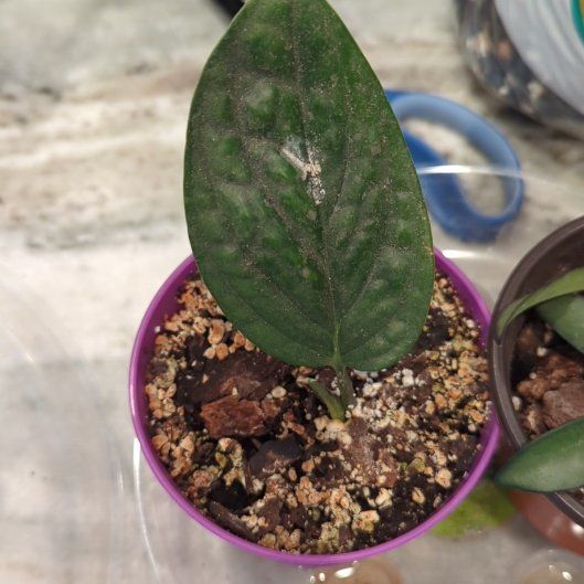 Photo of the plant species Monstera Peru by @Gigisgirls named Madonna on Greg, the plant care app