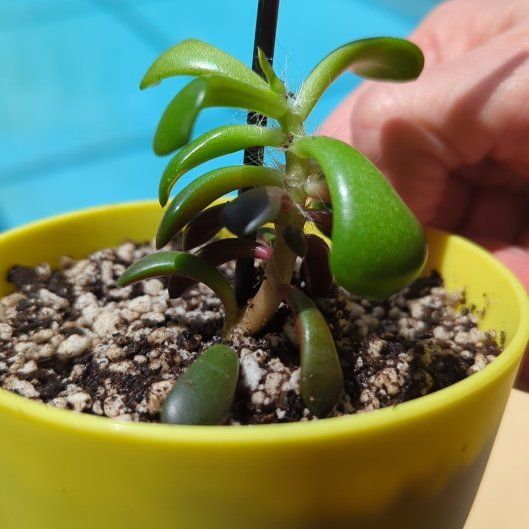 Photo of the plant species Anacampseros 'Sunrise' by @Gigisgirls named Gaga on Greg, the plant care app