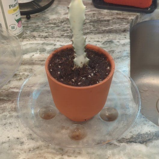 Photo of the plant species 'Ghost Cactus' by @Gigisgirls named Captain Plant-it on Greg, the plant care app