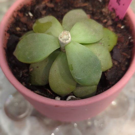 Photo of the plant species Graptoveria by @Gigisgirls named Leonardo on Greg, the plant care app