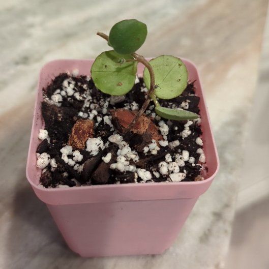 Photo of the plant species Codonanthe devosiana by @Gigisgirls named Gobi on Greg, the plant care app