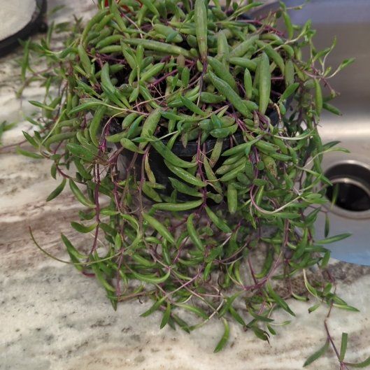 Photo of the plant species String of Rubies by @Gigisgirls named Navajo on Greg, the plant care app