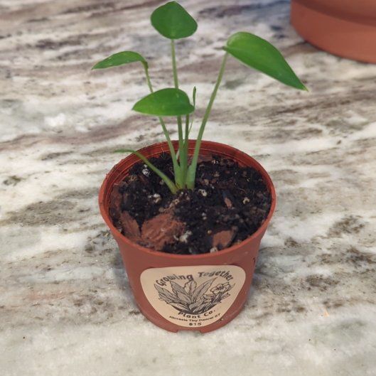 Photo of the plant species Tiny Dancer by @Gigisgirls named Shakira on Greg, the plant care app