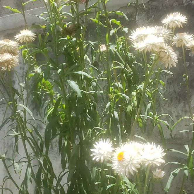 Photo of the plant species Aspen Fleabane by @PlayfullyDodder named Einstein on Greg, the plant care app