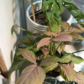 Photo of the plant species Syngonium Pink Blitz by @YesBegoniajulau named Austen on Greg, the plant care app