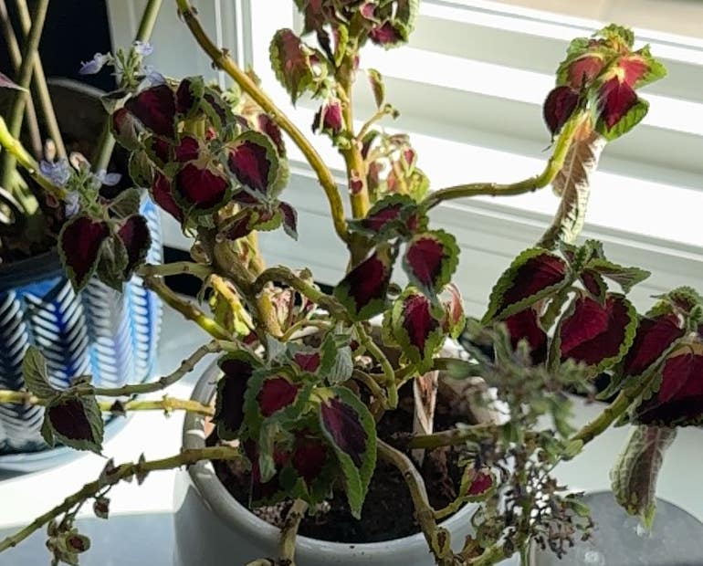Managing Pests and Diseases: Protecting Your Coleus Plants