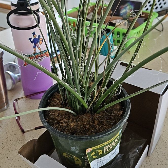 Photo of the plant species Texas Red Yucca by @EarlyMoonflower named Baesil on Greg, the plant care app