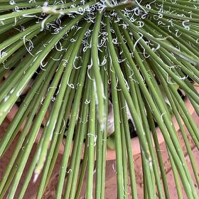 Photo of the plant species Narrow Leaf Century Plant by @SmileyGreyghost named Spike Leaves on Greg, the plant care app