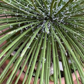 Photo of the plant species Mohave Yucca by @SmileyGreyghost named Khaleesi on Greg, the plant care app