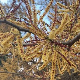 Photo of the plant species Kōwhai by @SmileyGreyghost named Michelle Branch on Greg, the plant care app