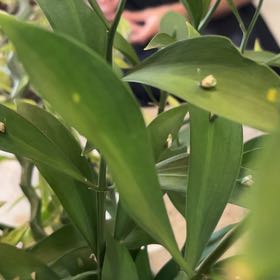 Photo of the plant species Spineless Butcher's-Broom by @SmileyGreyghost named Gregarious on Greg, the plant care app