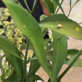 Photo of the plant species Spineless Butcher's-Broom by @SmileyGreyghost named Sir Plancelot on Greg, the plant care app