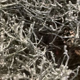 Photo of the plant species Leucophyta by @SmileyGreyghost named Gomez on Greg, the plant care app
