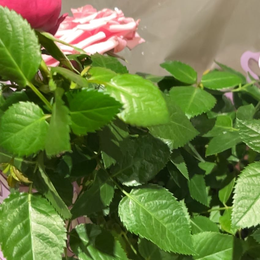 Photo of the plant species Fortune's Spindle by @SmileyGreyghost named Orwell on Greg, the plant care app