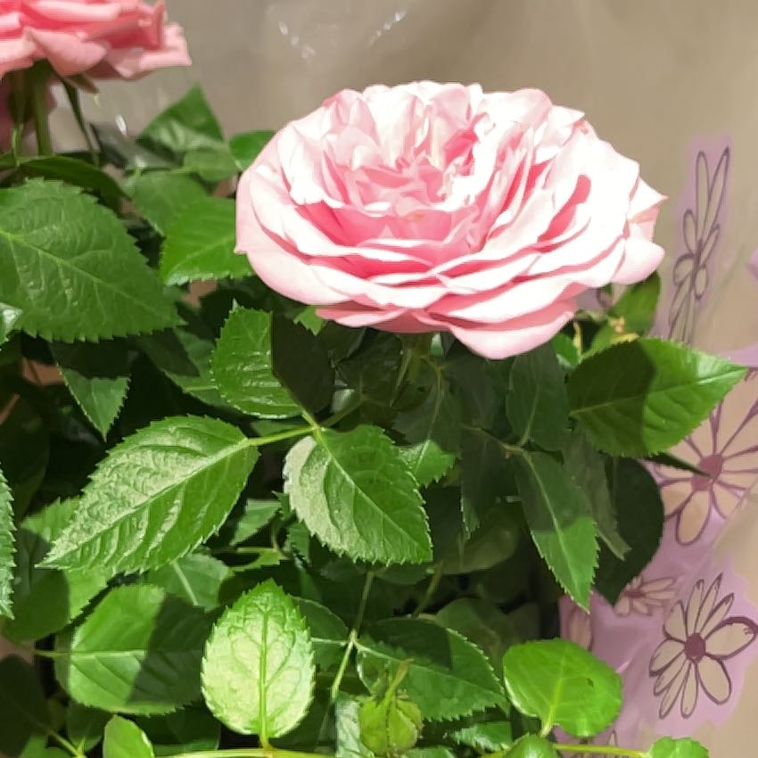 Photo of the plant species Chinese Peony by @SmileyGreyghost named Harper on Greg, the plant care app