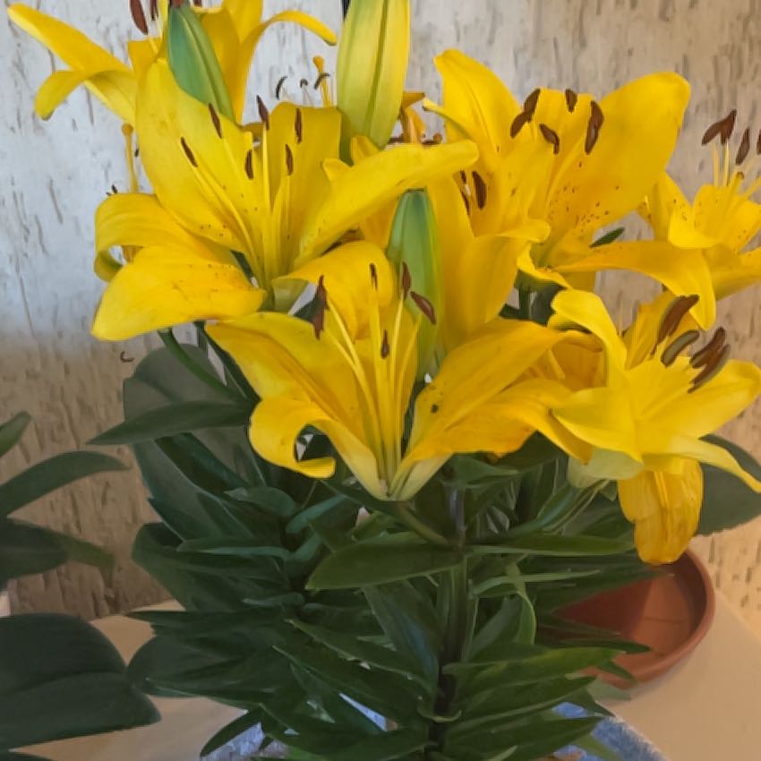 Photo of the plant species Orange Lily by @SmileyGreyghost named Planty on Greg, the plant care app