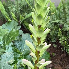 Photo of the plant species Acanthus Mollis by @SmileyGreyghost named Tupot amaroot on Greg, the plant care app