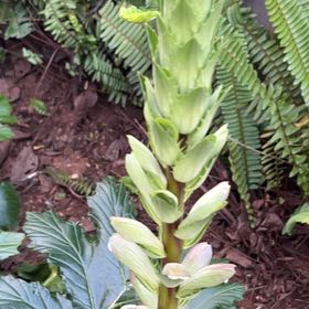 Photo of the plant species Acanthus Mollis by @SmileyGreyghost named Morgan Treeman on Greg, the plant care app