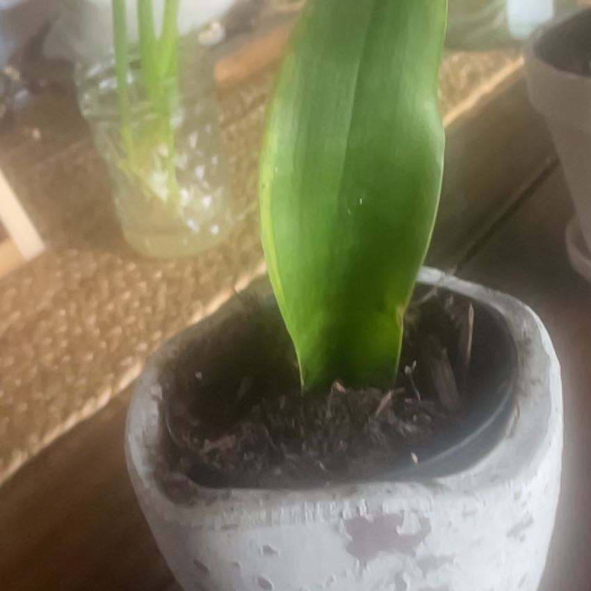 Photo of the plant species Snake Plamt by @ProudCapemyrtle named Coco on Greg, the plant care app