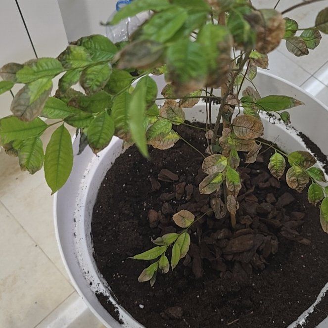 Photo of the plant species Sapucaia Nut by @YeahUngnadia49 named Rihanna on Greg, the plant care app