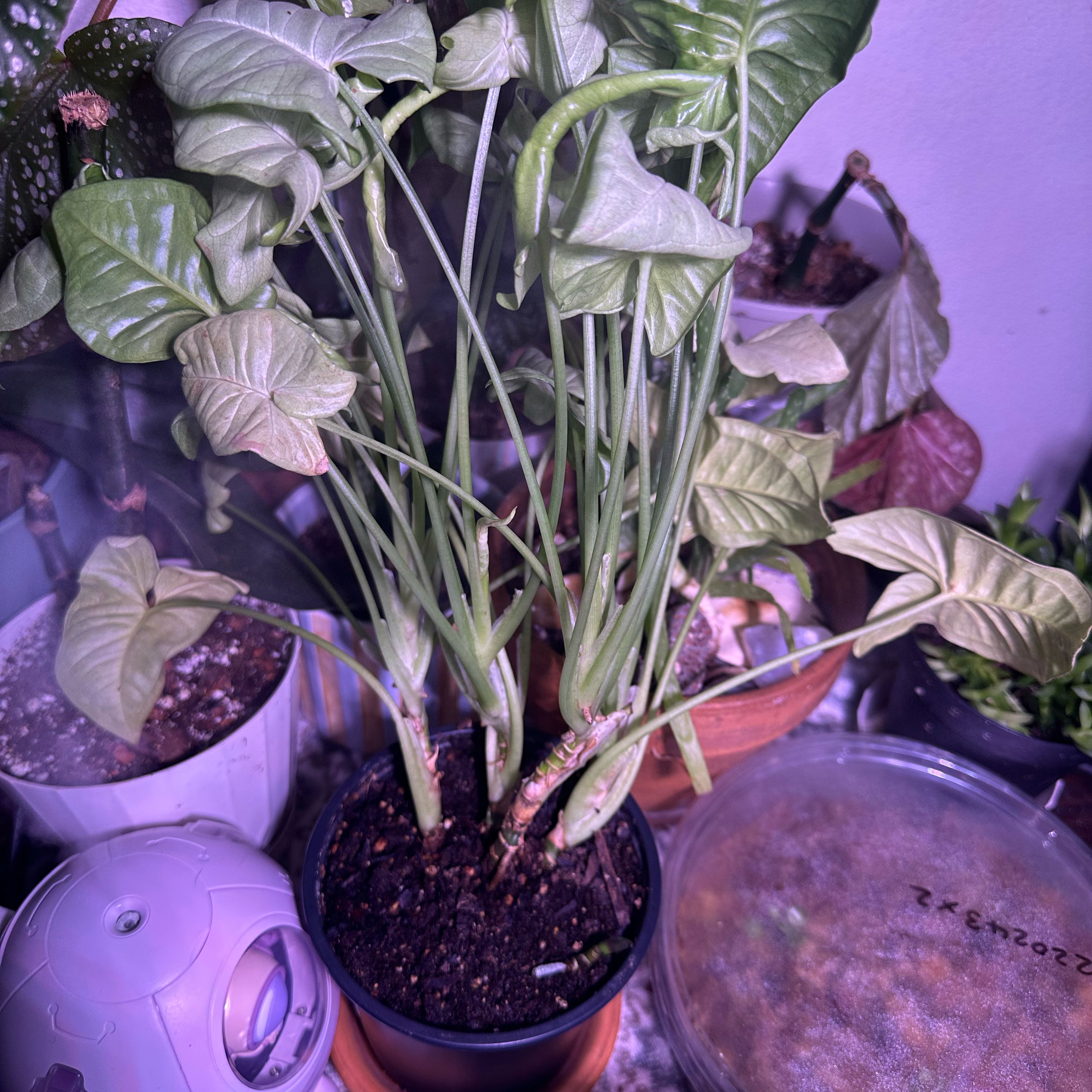 syngonium Milk Confetti
