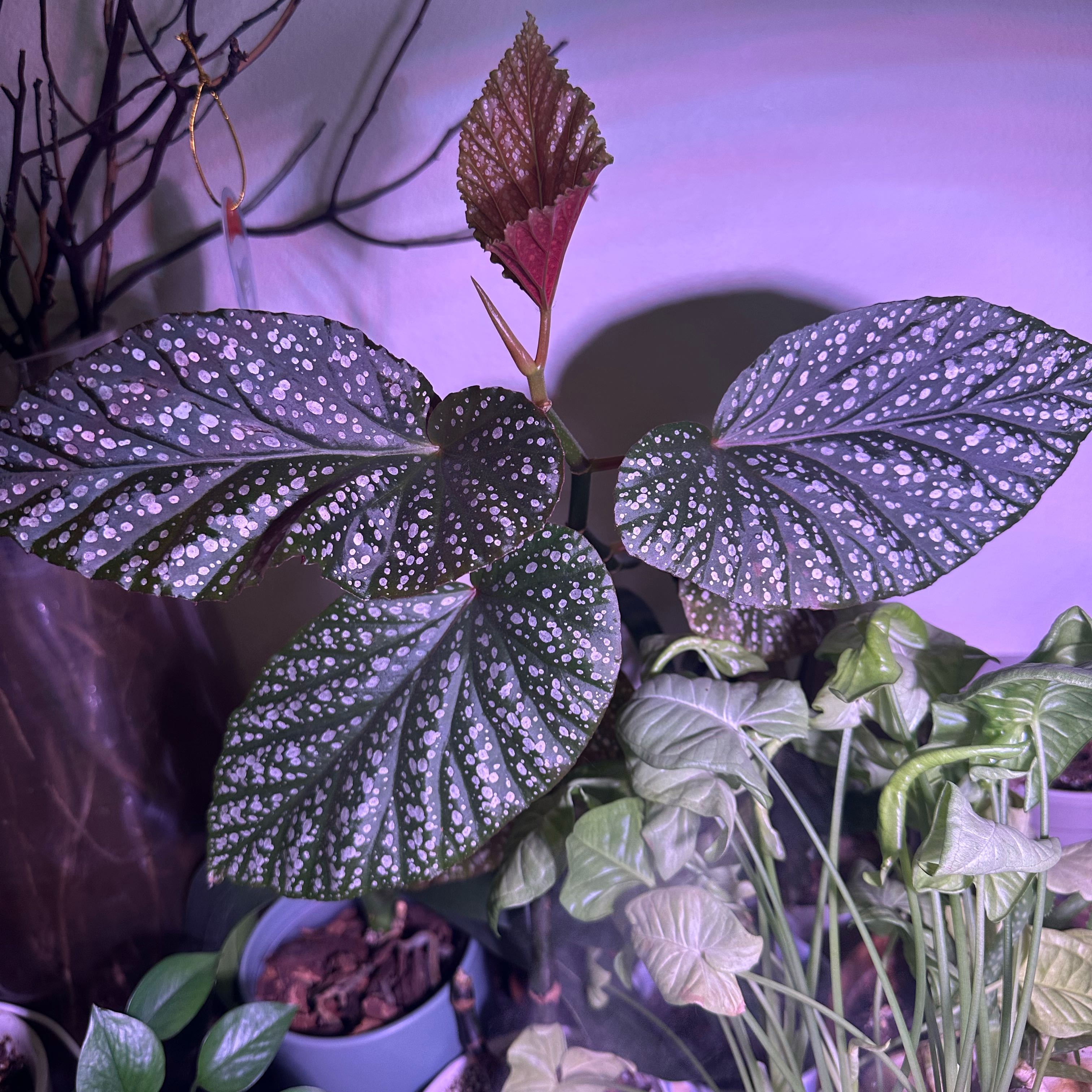 Begonia Corallina de Lucerna