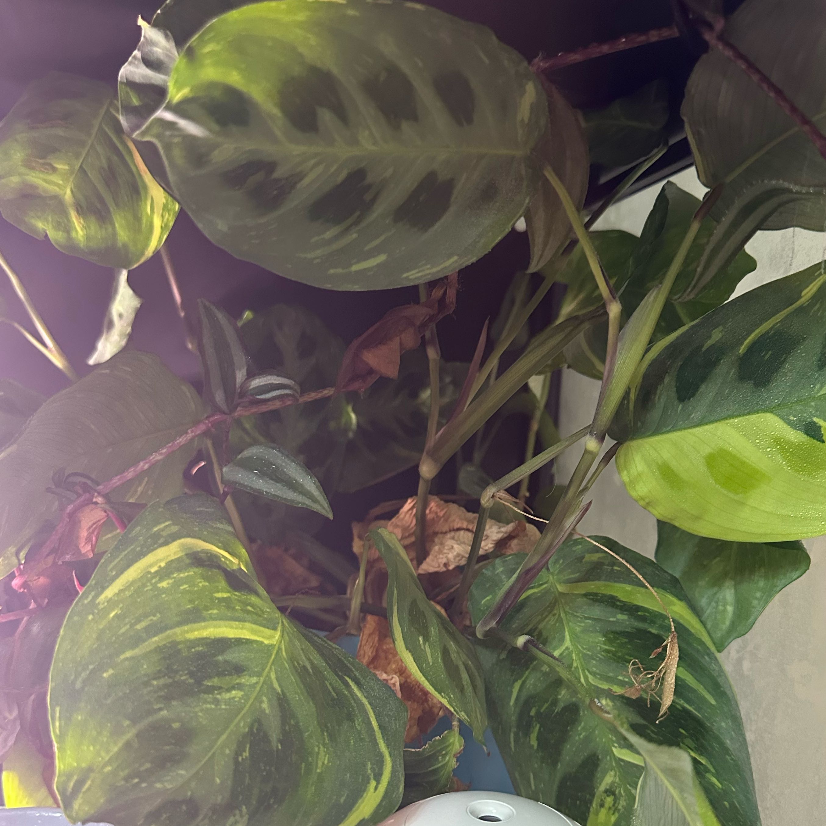Variegated Prayer plant