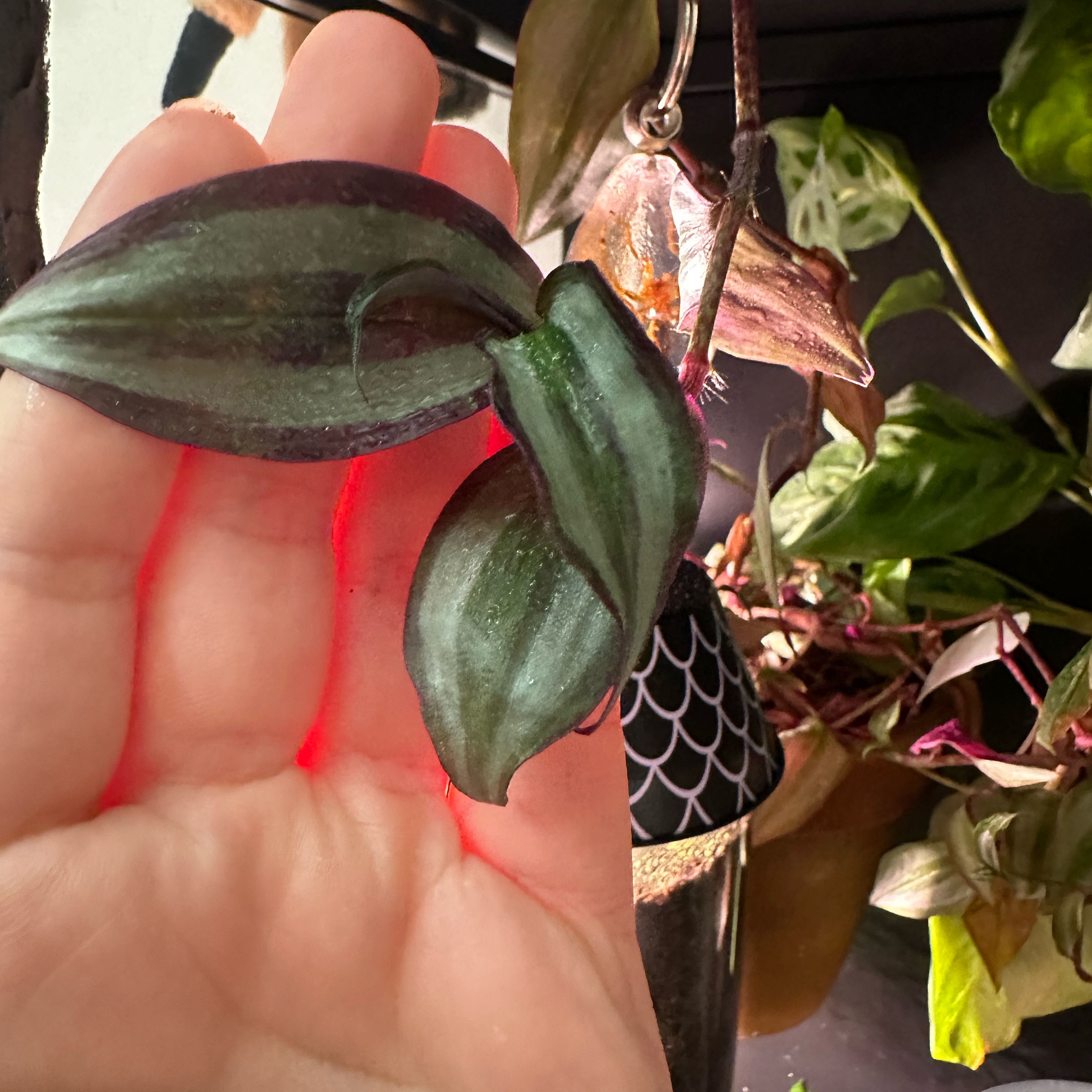 Tradescantia