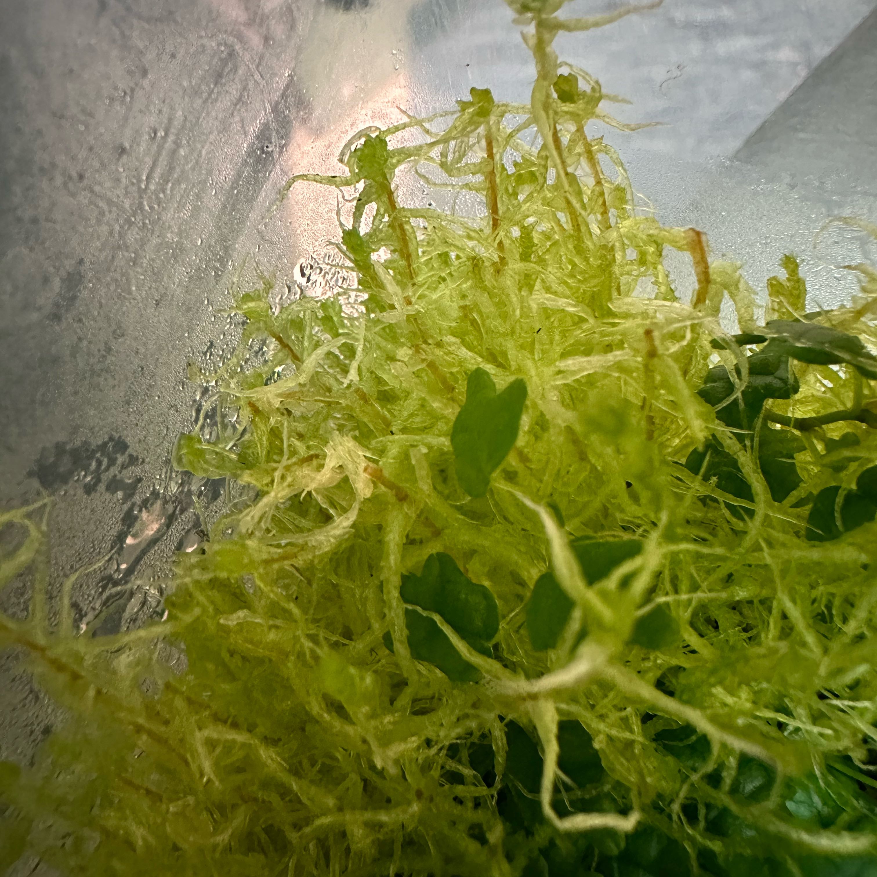 Photo of the plant species Sphagnum Moss by @BogBody named Sphagnum moss on Greg, the plant care app